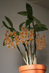 Den. Thyrsifolium (TEN SHIN GARDENS)